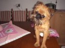 Belgick� grifonek