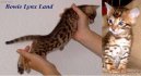 Beng�lsk� ko�ka, leopard� ko�ka