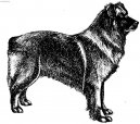 Chien de Berger des Pyr�n�es � face rase