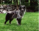 Chien de Berger des Pyr�n�es � face rase
