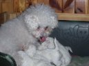 Bichon � poil fris�, Bichon Frise