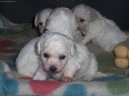 Bichon � poil fris�, Bichon Frise