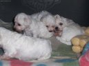 Bichon � poil fris�, Bichon Frise