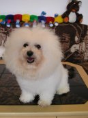 Bichon � poil fris�, Bichon Frise