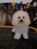 Bichon � poil fris�, Bichon Frise