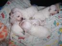 Bichon � poil fris�, Bichon Frise