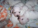 Bichon � poil fris�, Bichon Frise