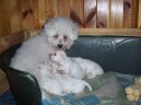 Bichon � poil fris�, Bichon Frise