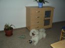 Bichon � poil fris�, Bichon Frise