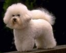 Bichon � poil fris�, Bichon Frise