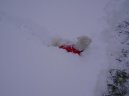 Bichon � poil fris�, Bichon Frise