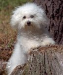Bichon � poil fris�, Bichon Frise