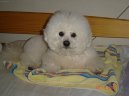 Bichon � poil fris�, Bichon Frise