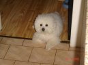 Bichon � poil fris�, Bichon Frise