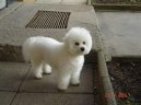 Bichon � poil fris�, Bichon Frise