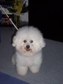 Bichon � poil fris�, Bichon Frise