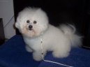Bichon � poil fris�, Bichon Frise
