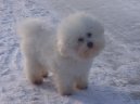 Bichon � poil fris�, Bichon Frise
