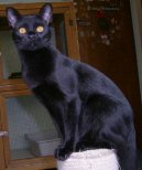 Bombay cat