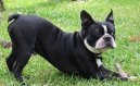Bostonsk� teri�r