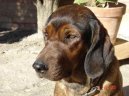 Alpenl�ndische Dachsbracke, Alpine Dachsbracke