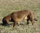 Alpenl�ndische Dachsbracke, Alpine Dachsbracke