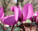 Cyclamen