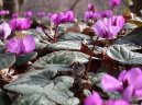 Cyclamen