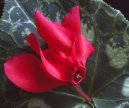 Cyclamen