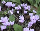 Cyclamen