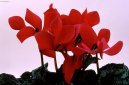 Cyclamen