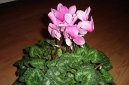Cyclamen