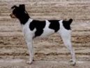 Brasilian Terrier