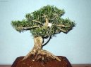 Buxus harlandii, buxus microphylla sinica, Zimostr�z
