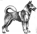 Canaan Dog