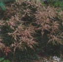 Astilbe arendsii