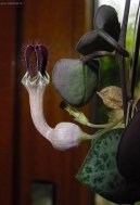 Ceropegia Woodii