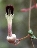 Ceropegia Woodii