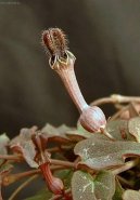 Ceropegia Woodii