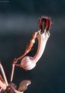 Ceropegia Woodii