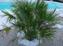 Chamaerops humilis