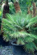 Chamaerops humilis