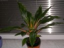 Chlorophytum