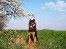 Chodsk� pes