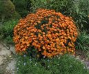 Chryzanthemum