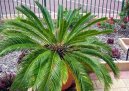 Cycas revoluta