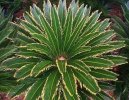Cycas revoluta