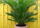 Cycas revoluta