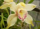 Cymbidium orchid