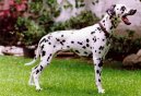 Dalmatinac, Dalmatian